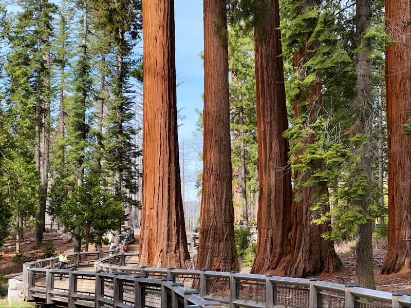Mariposa Grove of Giant Sequoias (Day Trip)