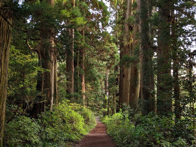 Moto‑Hakone Lakeside & Cedar Avenue Stroll