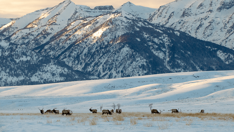 National Elk Refuge Wildlife Viewing