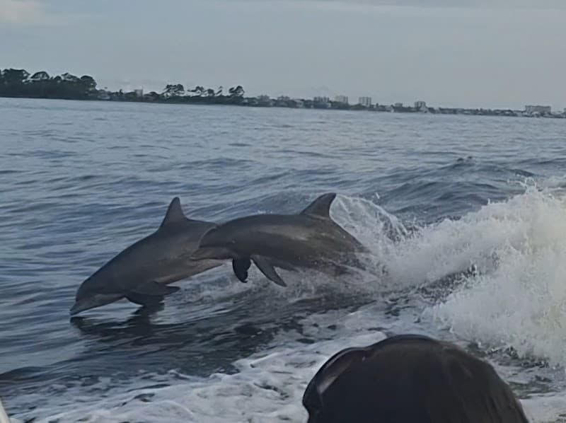 Orange Beach Dolphin-Watching Cruise