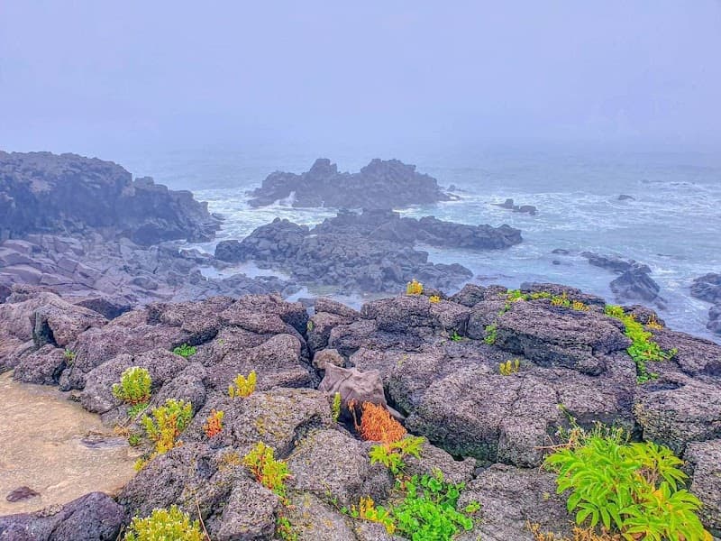 Pyoseon Black Pork BBQ