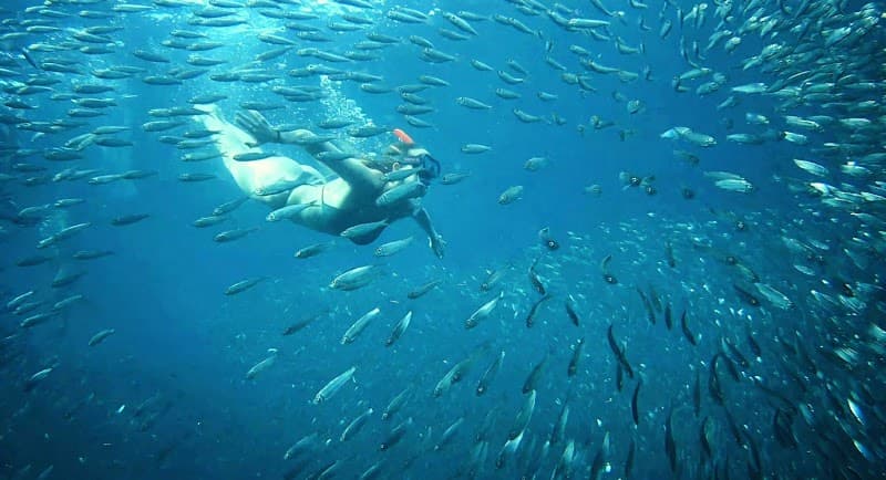 Sardine Run Snorkeling (Panagsama Shore)