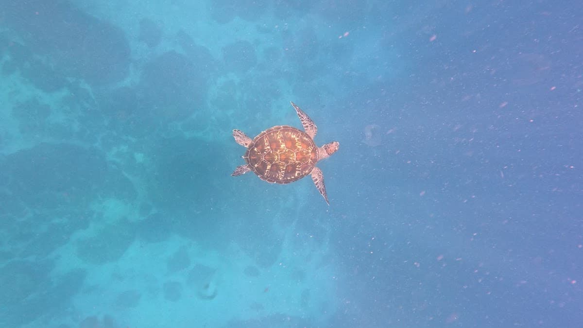 Scuba Intro Dive