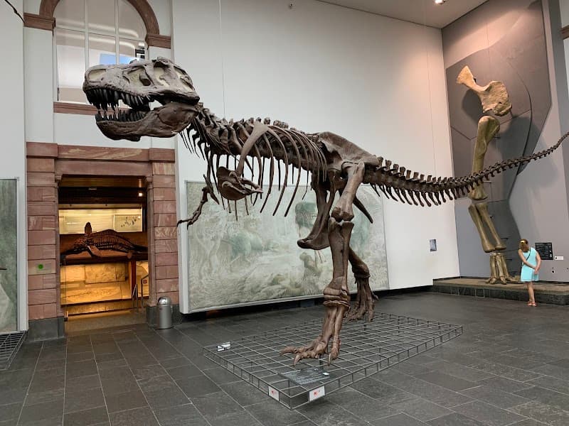 Senckenberg Natural History Museum