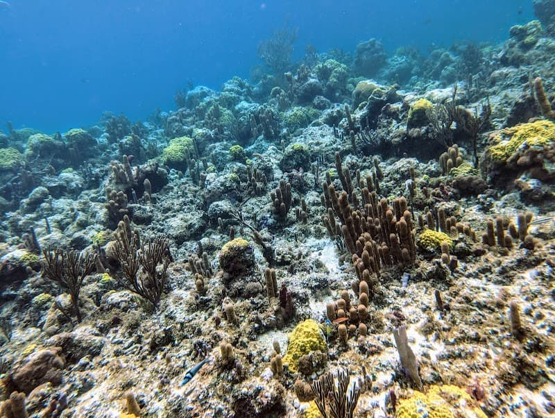 Smith's Reef