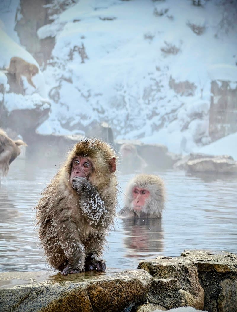 Snow Monkey Onsen Cafe
