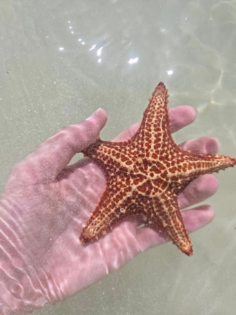 Starfish Point Beach Stop