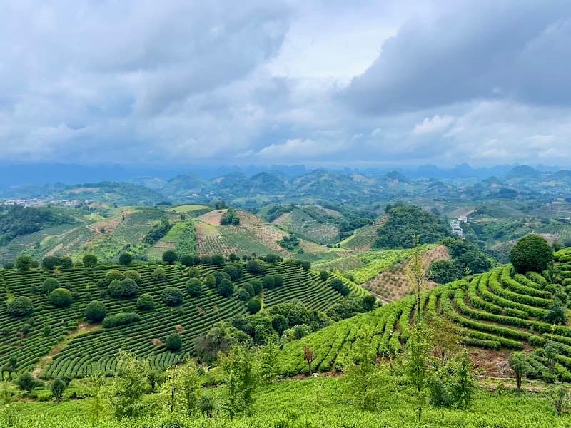 Tea Plantation Visit