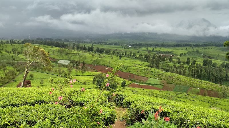 Tea Plantation Walk