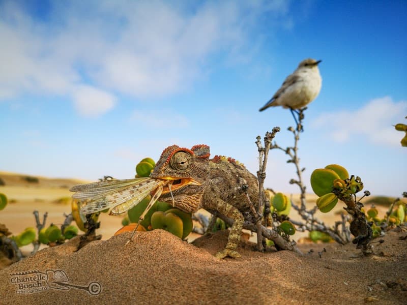 The Living Desert Tour