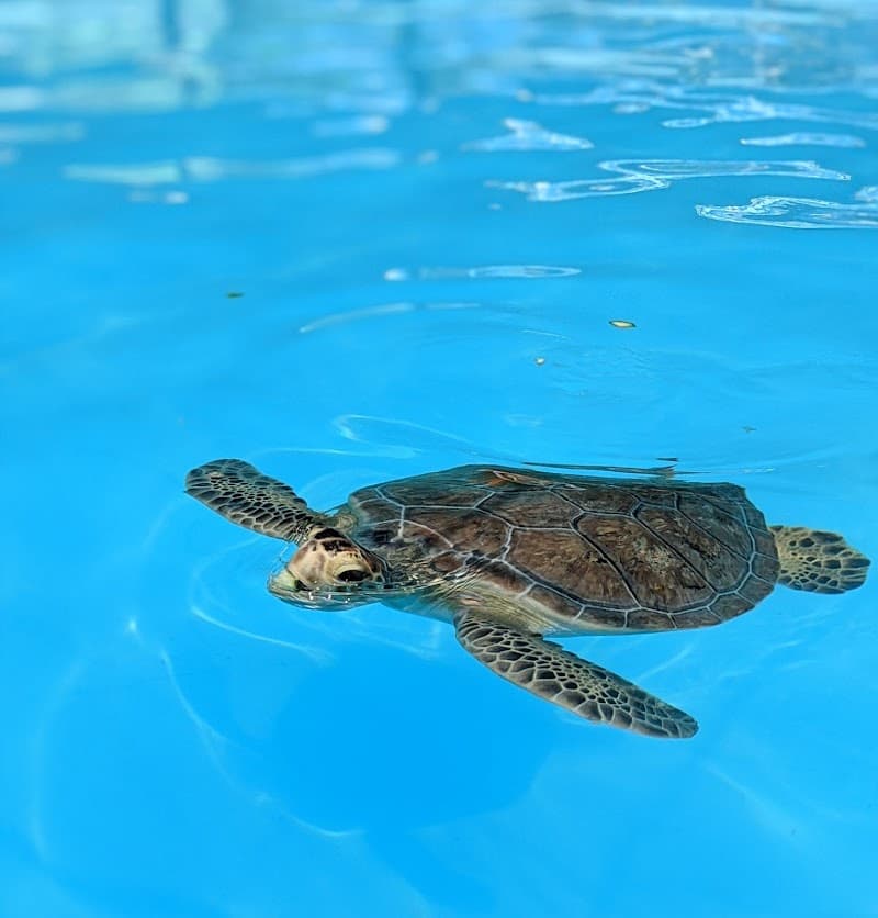 Turtle Hospital Tour
