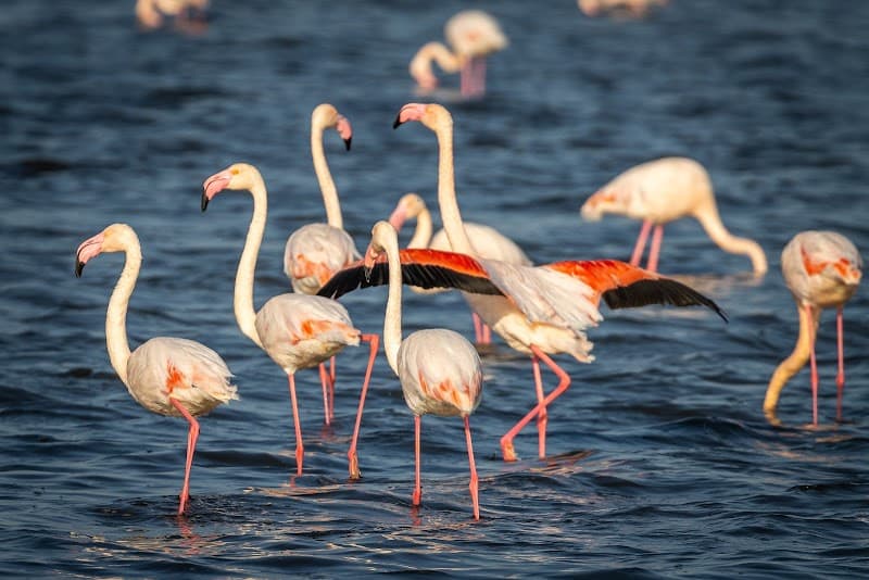Walvis Bay Lagoon Flamingo Walk