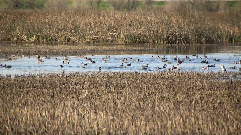 Yolo Basin Wildlife Area